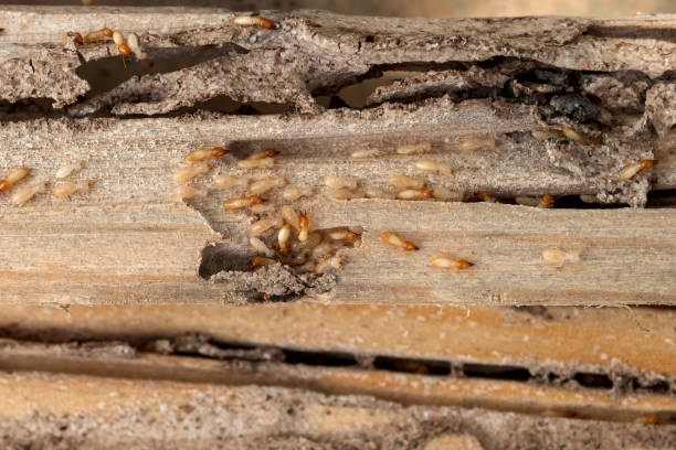 Best Pest Prevention Services  in Croton On Hudson, NY